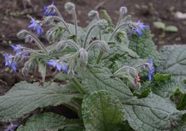 50 Seeds Borage Blue Star-Shaped Culinary Annual Herb Flowers - £7.56 GBP