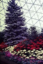 1967 Garfield Park Conservatory Christmas Tree Lot 2 Ektachrome 35mm Color Slide - £2.59 GBP