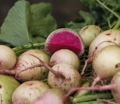 KKG Watermelon Radish Seeds Fresh Fresh Garden - $7.89