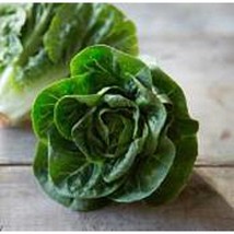 Best SELLER USA 10 Seeds Little Gem Lettuce Seeds - $5.60