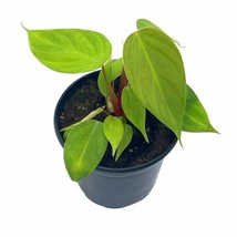 Lemon and Lime Philodendron hederaceum, imperial green, in a 4 inch pot - £11.87 GBP