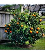 Heirloom Organic Orange Tree Seeds - $4.95