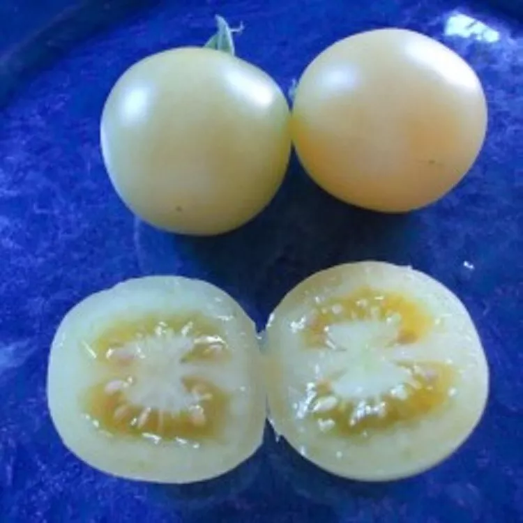 50 Seeds Snow White Tomato Vegetable Garden - $9.71