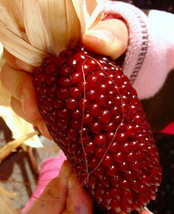 Berynita Store 60 Strawberry Ruby Corn Seeds Popcorn Sweet Heirloom Organic  - £8.53 GBP