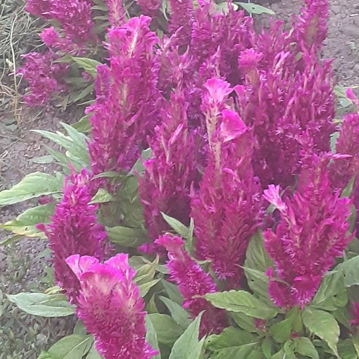 New Organic First Flame Purple Celosia Fast Shipping