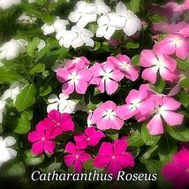 Catharanthus Roseus - Rare Variety 100 500 Seeds - Madagascar Periwinkle - €1,44 EUR