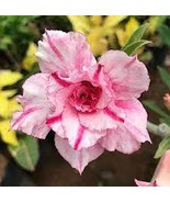 2 Pcs &#39;Oscar Pink Lily&#39; Adenium Desert Rose - $297.89 MXN