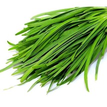 SHIP FROM US 1,500 Garlic Chive Herb Seeds - Garden or Microgreens, ZG09 - $19.16