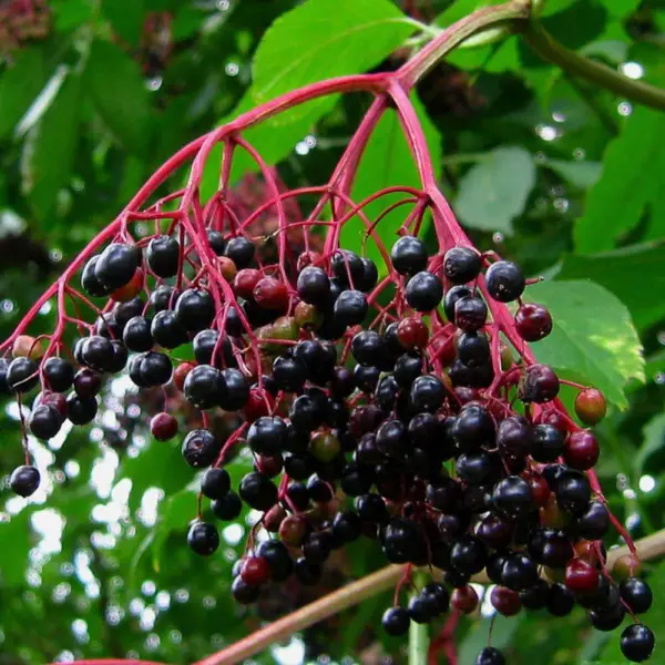Sambucus Nigra Elderberry Shrub Seeds USA Seller - £14.08 GBP