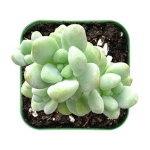 Live Plant Fresh Sedum Treleasei Fully Rotted in 2 inch Planter - £15.81 GBP