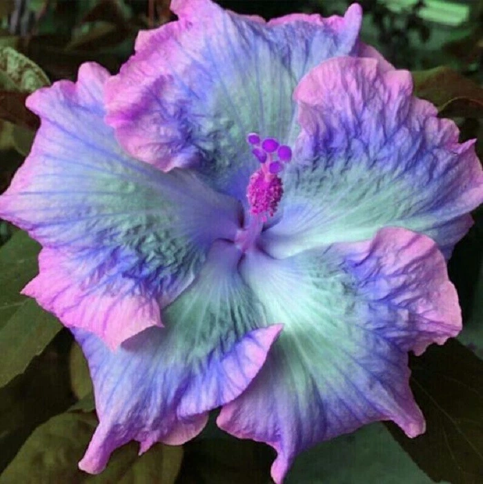 20 Blue Pink Purple Hibiscus Seeds Perennial Flowers Flower Seed 132 US ... - $14.80 CAD
