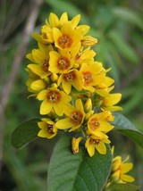 OKB 100 Yellow Loosestrife Seeds - Lysimachia Vulgaris - Perfect For Wet... - $12.85