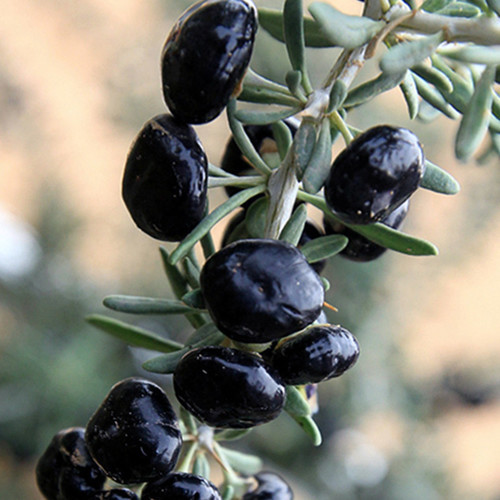 Lycium ruthenicum 100% Genuine Black Goji Wolfberry with black skin, Original Pa