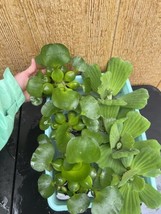 (7) MIX Water Hyacinth &amp; Lettuce Koi Pond Floating Plants Algae LARGE Ju... - £31.07 GBP
