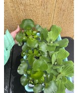 (7) MIX Water Hyacinth &amp; Lettuce Koi Pond Floating Plants Algae LARGE Ju... - €34,15 EUR