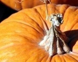 25 Mammoth Gold Pumpkin Cucurbita Maxima Carving Pie Vegetable Seeds Fresh Usa S - £7.85 GBP