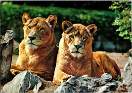 Singha Lions Zoo Negara Kuala Lumpur  Vintage Postcard Postmarked 1986 - £5.26 GBP