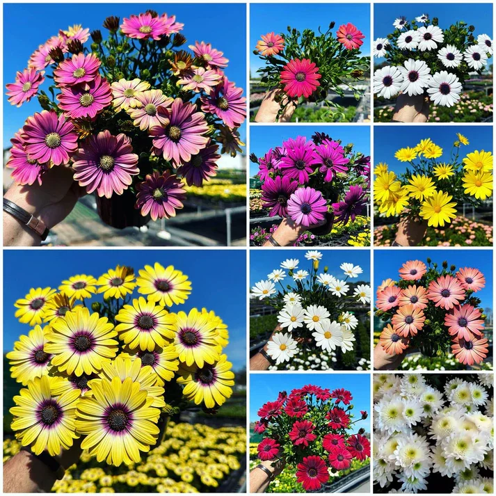 200 Seeds African Daisy Mixed Colors - £27.47 GBP