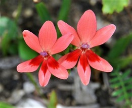 20 Painted Petalsia Mixed Colors Anomatheca?Laxa Red Blue Flower SeedsFrom US - £7.83 GBP