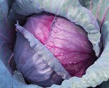 200 Red Acre Cabbage Seeds Non Gmo Heirloom Fresh Garden Seeds Fast Ship... - $8.99