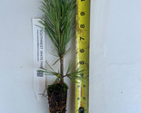 Pinus strobiformis, Southwestern white pine or Mexican White Pine - $16.78+