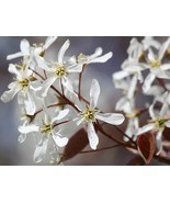 Lamarckii Serviceberry (Amelanchier lamarckii) 24 - 44&quot; tall - flowers -... - $32.62+