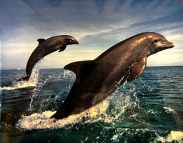 Dolphins at sea jumping out of the water into the air wonderful 16x20 inch print - £23.89 GBP