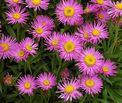 Aster Alpine Pink Aster Alpinus 300 Bulk Seeds Fresh - £29.69 GBP