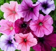 100 Pcs Mix Veigned Petunia Flower Seeds #MNSS - £11.84 GBP