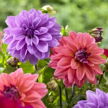 25 Blue Bell Dahlia Seeds Flower Perennial Flowers Seed Flowering Fresh ... - $8.98