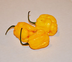 Heirloom Yellow Trinidad Moruga Scorpion Chili Pepper Seeds, Professional Pack,  - £8.56 GBP