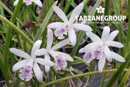 CATTLEYA / LAELIA LUNDII COERULEA SMALL ORCHID POTTED - $53.00