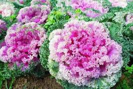 Brassica Oleracea Red White Ornamental Kale Mixed, 50 Seeds - £8.27 GBP