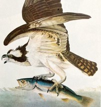 Osprey With Fish Bird 1946 Color Plate Print John James Audubon Nature D... - $39.99