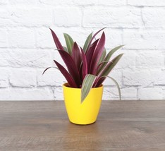 1 Pcs Oyster Tricolor Live Plant - Yellow Biodegradable Pot - 4&quot; Live Houseplant - £44.70 GBP