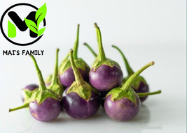 SEPT Round Purple Eggplant Seeds Cà Pháo Tím {Organic} - £4.41 GBP