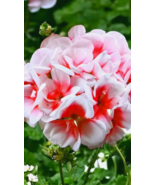 VN 100 Seeds Packet Geranium Seeds Fresh Harvest  Non Gmo Home Garden Seeds - $189.99 MXN