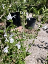 White Salvia Attract Butterflies 15” Tall Starter Plant - £5.43 GBP