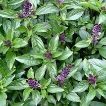 US Seller Herb Cinnamon Basil Cooking Edible Teas Potpourri Italian 100 Seeds Ne - £6.14 GBP