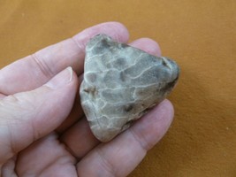(F831-232) 1-3/4&quot; unpolished Petoskey stone fossil coral specimen MI sta... - £11.77 GBP