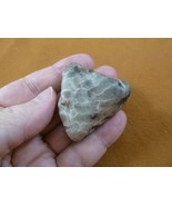 (F831-232) 1-3/4&quot; unpolished Petoskey stone fossil coral specimen MI sta... - $282.49 MXN
