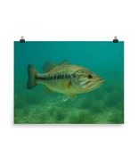 Largemouth Bass Poster 18x24 – Freshwater Fishing Wall Art – Lake Decor ... - $357.59 MXN