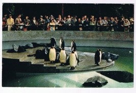 British Columbia Postcard Vancouver Penguins In Stanley Park Zoo - £2.33 GBP