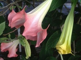 PWO 10 Dbl Bright Pink Angel Trumpet Seeds Flowers Seed Flower 26/Ts - £5.64 GBP
