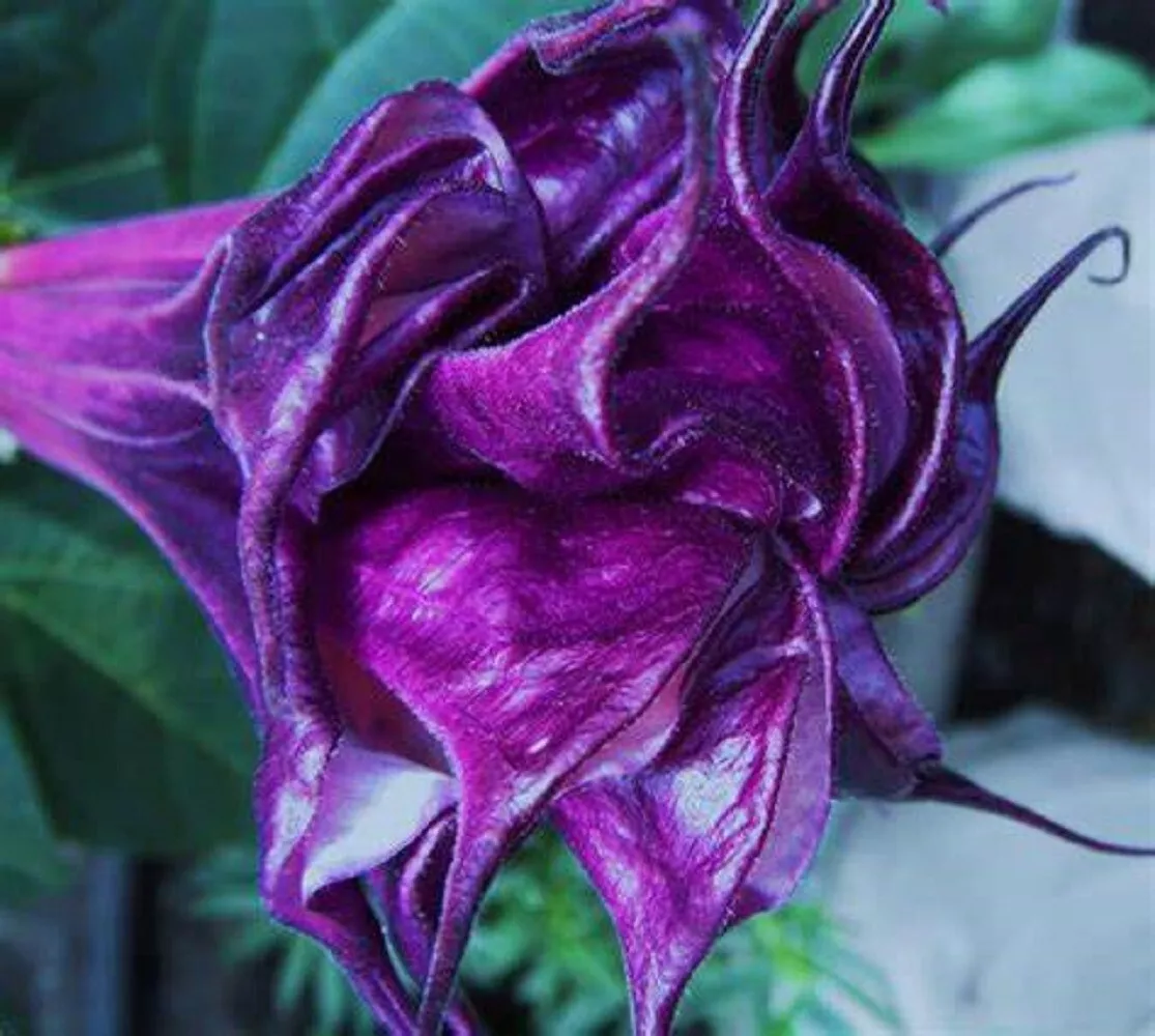 FARM 10 Double Queen Rose Angel Trumpet Seeds Flowers Bulk Seeds - £7.45 GBP