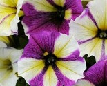 Yellow Purple White Petunia Flowers Garden Planting Perennial 200 Seeds - £4.74 GBP