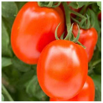 Tomato Seeds - Roma VF - 300 mg Packet (Approximately 90-105 Seeds) - £22.32 GBP