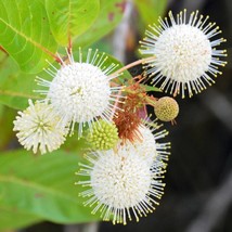 USA SELLER New Buttonbush Ornamental Shrub Cephalanthus occidentalis But... - £3.78 GBP