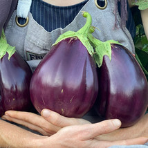 150 Black Beauty Eggplant Seeds Fresh Fast Shipping - $3.36