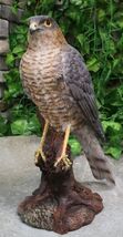 Realistic Hand Painted Eurasian Sparrowhawk Perching On Tree Stump Figurine - $39.99